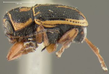 Media type: image;   Entomology 24931 Aspect: habitus lateral view